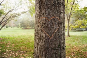 A heart carved in a tree --- Image by © Joshua Dalsimer/Corbis